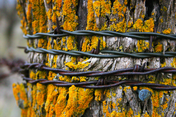 Old fencepost with barbwire.